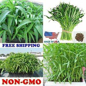 1000 Seeds Water Morning Glory Seeds Water Spinach kangkong Seeds Rau Muong